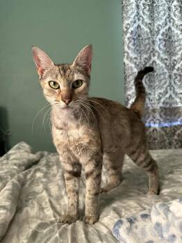 Rescue Domestic Short Hair Cats for Adoption in Jacksonville, Florida - Sabrina | PetCurious