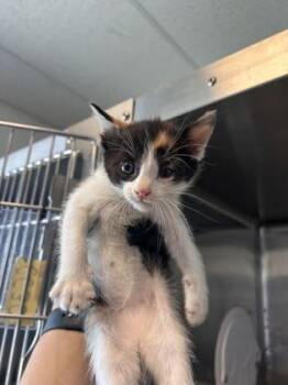 Domestic Short Hair Cats Available for Adoption in El Paso, Texas - 60869304 | PetCurious