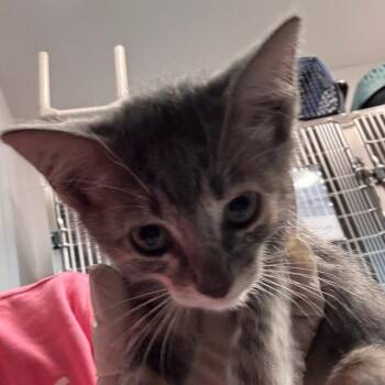 Sarah -  Domestic Short Hair Cat for Adoption in Clearwater, Florida - Sarah | PetCurious