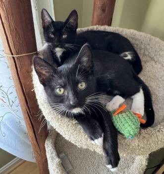 Iris -  Domestic Short Hair Cat for Adoption in Greenbelt, Maryland - Iris | PetCurious