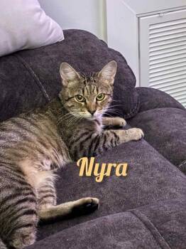 Rescue Tabby and American Shorthair Cats for Adoption in Shrewsbury, Massachusetts - Nyra | PetCurious