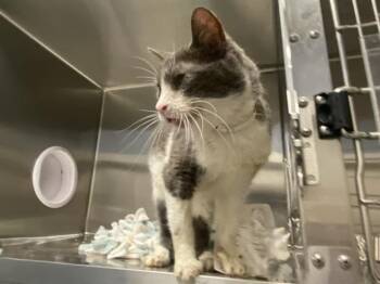 Domestic Short Hair Cats Available for Adoption - PURRSEUS | PetCurious