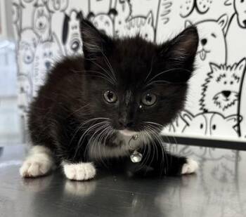 Domestic Short Hair Cats Available for Adoption in North Charleston, South Carolina - 05282B Tami | PetCurious