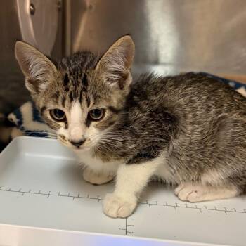 Vector -  Domestic Short Hair Cat for Adoption in Newark, New Jersey - Vector | PetCurious