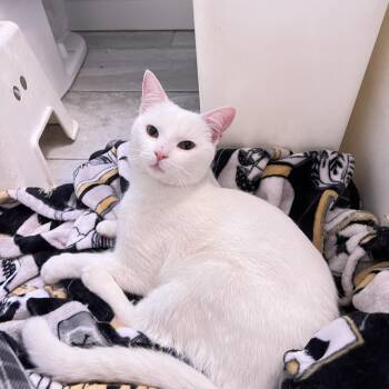 Simon -  American Shorthair Cat for Adoption in Highland Park, New Jersey - Simon | PetCurious