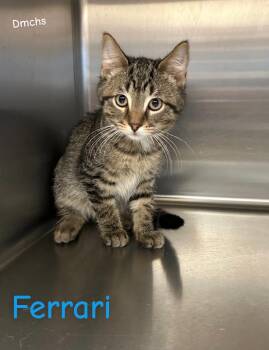 Ferrari -  Domestic Short Hair Cat for Adoption in Burlington, Iowa - Ferrari | PetCurious