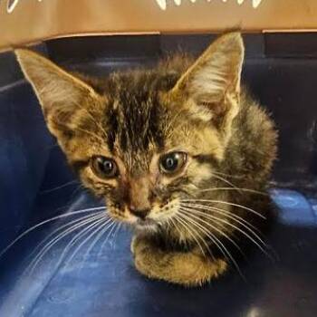 Buggs -  Domestic Short Hair Cat for Adoption in Starkville, Mississippi - Buggs | PetCurious