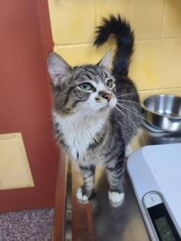 Domestic Medium Hair and Domestic Short Hair Cats Available for Adoption in Westland, Michigan - Kellie | PetCurious