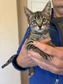 Darrow -  Domestic Short Hair Cat for Adoption in Davis, California - Darrow | PetCurious