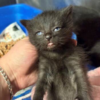Platypus -  Domestic Short Hair Cat for Adoption in Chehalis, Washington - Platypus | PetCurious