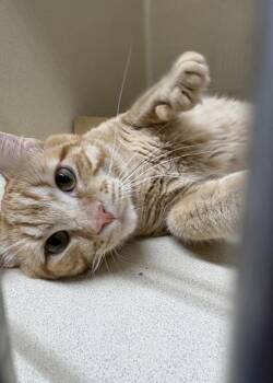 Tomato -  Domestic Short Hair Cat for Adoption in Pequot Lakes, Minnesota - Tomato | PetCurious