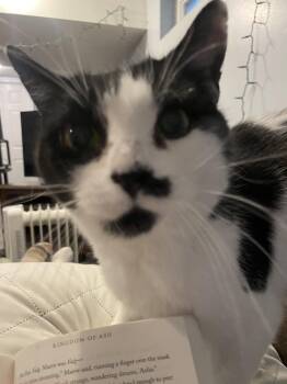 Minnie -  Domestic Short Hair Cat for Adoption in Springfield, Massachusetts - Minnie | PetCurious