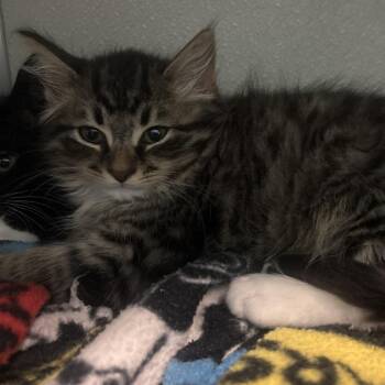 Green Bean -  Domestic Short Hair Cat Available for Adoption in Chattanooga, Tennessee - Green Bean | PetCurious