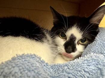 GIZMO -  Domestic Short Hair Cat for Adoption in Brentwood, Missouri - GIZMO | PetCurious