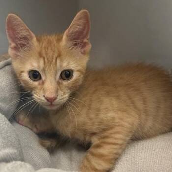 Arnold -  Domestic Short Hair Cat for Adoption in Phoenix, Arizona - Arnold | PetCurious