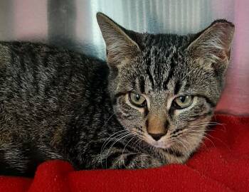 Bison -  Domestic Short Hair Cat for Adoption in Georgetown, Ohio - Bison | PetCurious