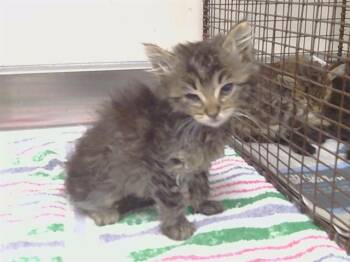 A922166 -  Domestic Medium Hair and Domestic Short Hair Cat for Adoption in Sacramento, California - A922166 | PetCurious