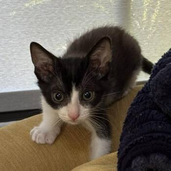 Syrax -  Domestic Short Hair Cat for Adoption in Redwood City, California - Syrax | PetCurious