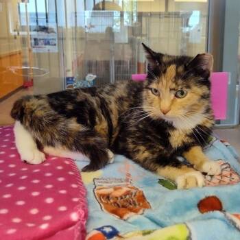 Domestic Short Hair Cats Available for Adoption in Cedar Rapids, Iowa - Sabrina | PetCurious