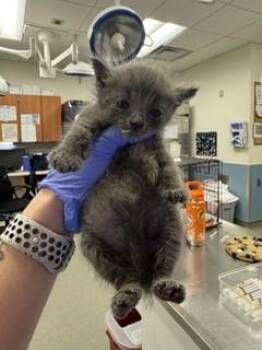 Domestic Short Hair Cats Available for Adoption in Doral, Florida - GABE | PetCurious