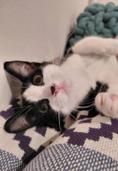 Bandit -  Domestic Short Hair Cat for Adoption in Greenbelt, Maryland - Bandit | PetCurious