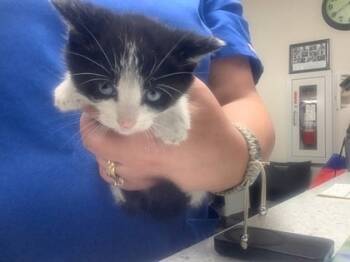 Rescue Domestic Short Hair Cats for Adoption in Fort Worth, Texas - 59785953 | PetCurious