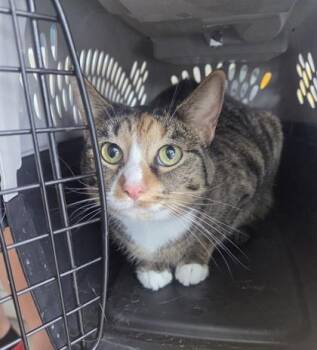 Domestic Short Hair Cats Available for Adoption - Ravioli | PetCurious