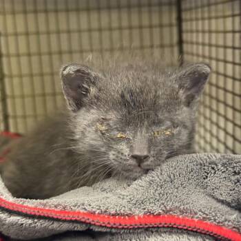 Domestic Short Hair Cats Available for Adoption in San Antonio, Texas - Potato | PetCurious