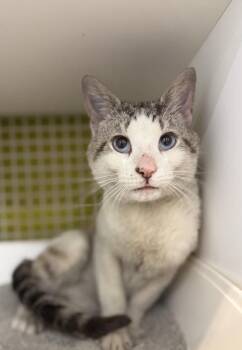 Sylas (Sy) -  Domestic Short Hair Cat for Adoption in Telford, Pennsylvania - Sylas (Sy) | PetCurious