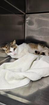Pepsi -  Domestic Short Hair Cat for Adoption in Athens, Tennessee - Pepsi | PetCurious