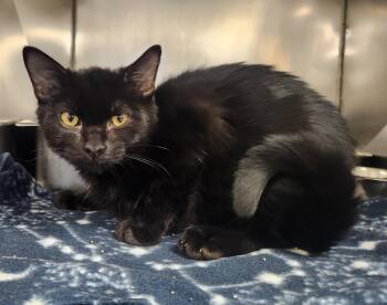 Shadow -  Domestic Short Hair Cat for Adoption in Clayton, New Jersey - Shadow | PetCurious