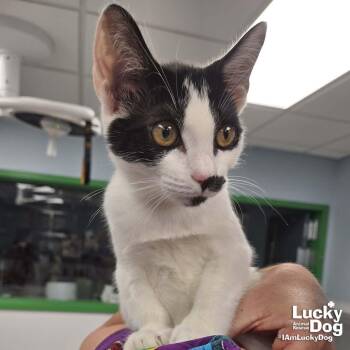 Domestic Short Hair Cats Available for Adoption in Washington, District Of Columbia - Mei | PetCurious
