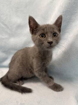 Maple -  Domestic Short Hair Cat for Adoption in Greensboro, North Carolina - Maple | PetCurious