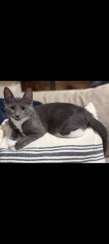 Nuri -  Domestic Short Hair Cat for Adoption in Duxbury, Massachusetts - Nuri | PetCurious