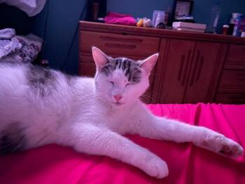 PETUNIA -  Domestic Short Hair Cat for Adoption in Newaygo, Michigan - PETUNIA | PetCurious