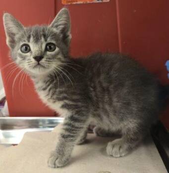 Sadie -  Domestic Short Hair Cat for Adoption in Fresno, California - Sadie | PetCurious