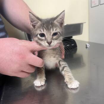 Dumpling -  Domestic Short Hair Cat for Adoption in Monroe, Louisiana - Dumpling | PetCurious
