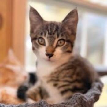 Domestic Medium Hair and Norwegian Forest Cat Cats Available for Adoption in Hawley, Pennsylvania - Stripes | PetCurious