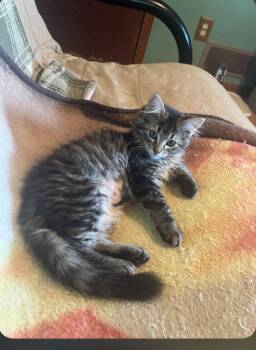 Tonka -  Domestic Long Hair and Tabby Cat for Adoption in Columbus, Minnesota - Tonka | PetCurious