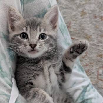 Morena -  Domestic Short Hair Cat for Adoption in Raleigh, North Carolina - Morena | PetCurious