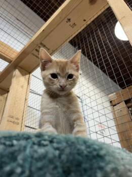 Donkey -  Domestic Short Hair Cat for Adoption in Courtenay, British Columbia - Donkey | PetCurious