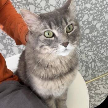 Bean -  American Shorthair Cat for Adoption in Tulsa, Oklahoma - Bean | PetCurious