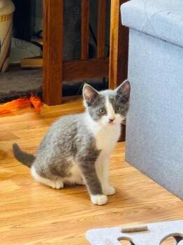 Hissy -  Domestic Short Hair Cat for Adoption in Gillette, Wyoming - Hissy | PetCurious