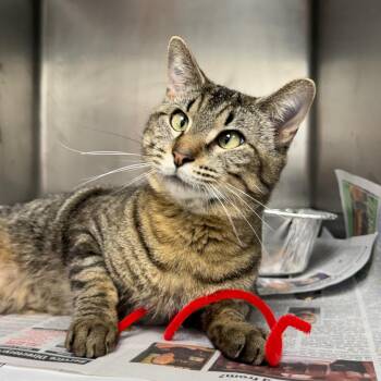 Good Boy -  Domestic Short Hair Cat for Adoption in Chicago, Illinois - Good Boy | PetCurious
