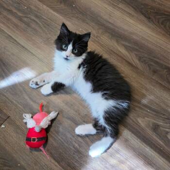 Rescue Domestic Long Hair and Manx Cats for Adoption in Fort Worth, Texas - Spencer | PetCurious