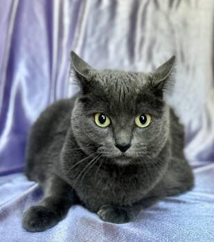 Russian Blue Cats Available for Adoption in Rowland Heights, California - CONSTANCE | PetCurious