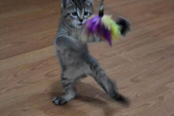 Roo -  Domestic Short Hair Cat for Adoption in Dayton, Minnesota - Roo | PetCurious