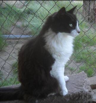 Rescue Domestic Long Hair Cats for Adoption in Oakhurst, California - Barney | PetCurious