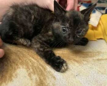 Rescue Domestic Short Hair Cats for Adoption in Atlanta, Georgia - Anise | PetCurious