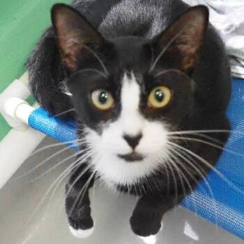 River -  Domestic Short Hair Cat for Adoption in Largo, Florida - River | PetCurious